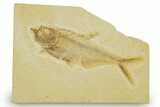 Detailed Fossil Fish (Diplomystus) - Wyoming #369447-1